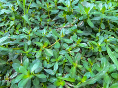 氫氣對馬齒莧根鹽脅迫影響的轉(zhuǎn)錄組分析