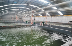 氫力泉富氫水：水產(chǎn)養(yǎng)殖新革命，讓魚(yú)兒游向健康未來(lái)