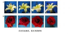 氫水農(nóng)業(yè)種植，應(yīng)用廣泛