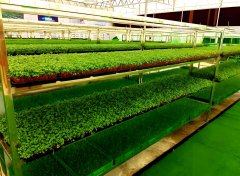 氫氣種植技術(shù)適合哪些作物？
