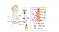 分子氫通過PTEN改善腹膜透析相關(guān)腹膜纖維化的作用及機制研究