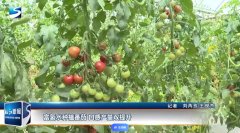 富氫水調(diào)控番茄幼苗耐低溫性的初步研究