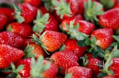 富氫水對提高溫室高架基質栽培草莓品質及抗逆性的效果