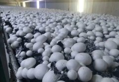 富氫水浸泡聯(lián)合聚乙烯納米包裝對雙孢蘑菇采后貯藏品質和抗氧化能力的影響