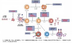 基于腸-肺軸探討富氫水緩解哮喘氣道炎癥的作用和機制