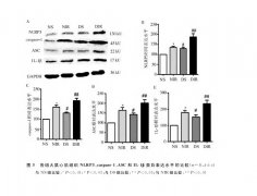氫氣對糖尿病大鼠心肌缺血/再灌注損傷心肌細胞凋亡及相關(guān)蛋白表達的影響