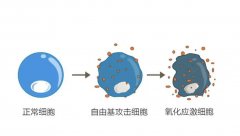 氫氣的多器官組織氧化損傷保護(hù)作用及其應(yīng)用研究