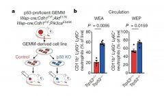 氫分子抑制人乳腺癌炎性微環(huán)境的實(shí)驗(yàn)研究