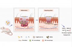 氫氣和糖尿病性傷口愈合效應(yīng)研究