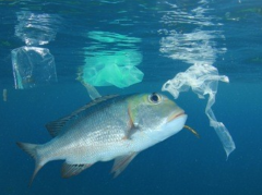 氫氣在水產(chǎn)業(yè)的運(yùn)用—以魚(yú)、蝦為例