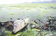 還在擔(dān)心吃的不健康？氫力泉教你制作“超級解