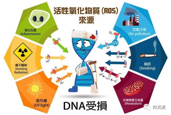 瘋狂拉扯你皮膚老化進(jìn)度條的“三兄弟”—氧化、炎癥、糖化