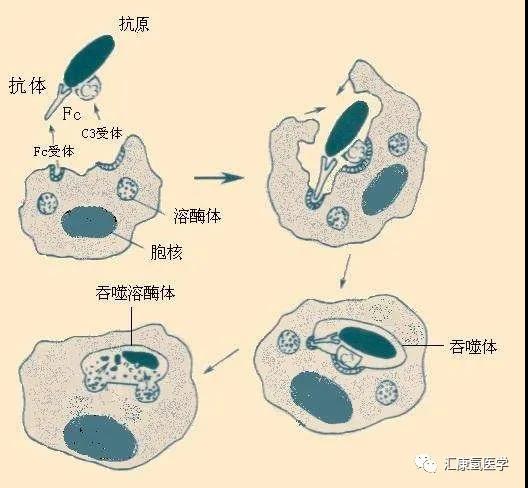 【康教授隨筆】敵友難辨的身體內(nèi)環(huán)境，氫氣大有可為！