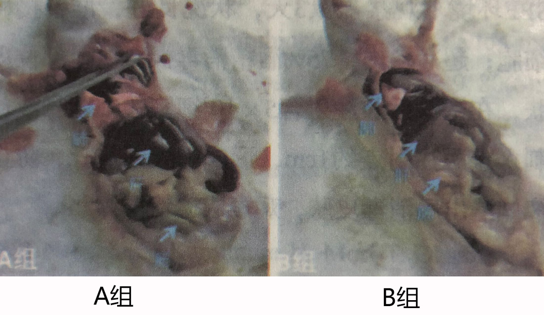【實驗】氫氣對腫瘤形成的影響，正常組和吸氫組對比