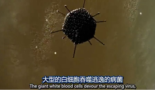 關(guān)于病毒，需要了解的三層知識