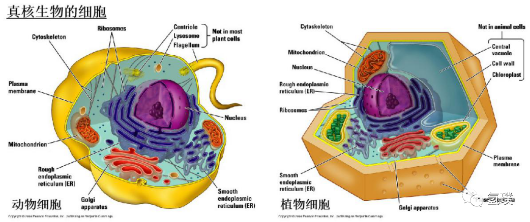 馬雪梅教授談氫氣生物學(xué)機理（3）：氫氣是推動真核生物進化的關(guān)鍵