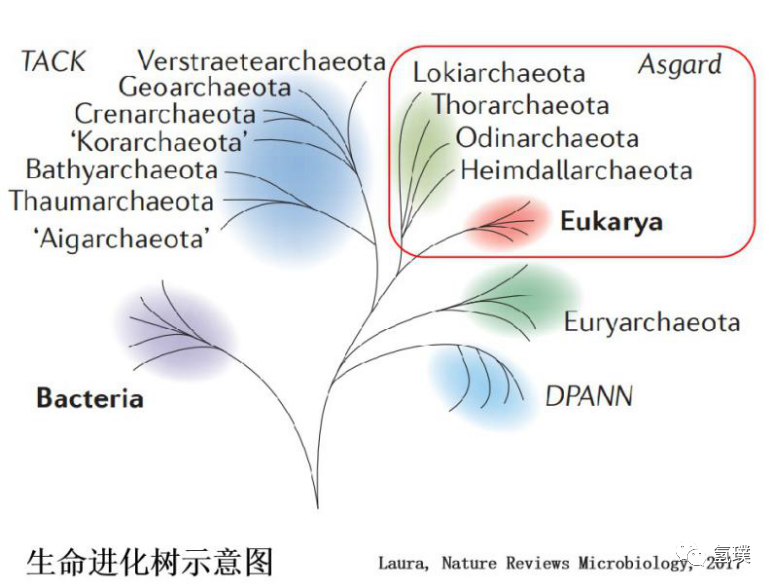 馬雪梅教授談氫氣生物學(xué)機理（3）：氫氣是推動真核生物進化的關(guān)鍵