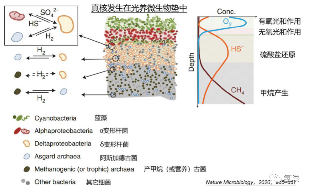 馬雪梅教授談氫氣生物學(xué)機理（3）：氫氣是推動真核生物進化的關(guān)鍵