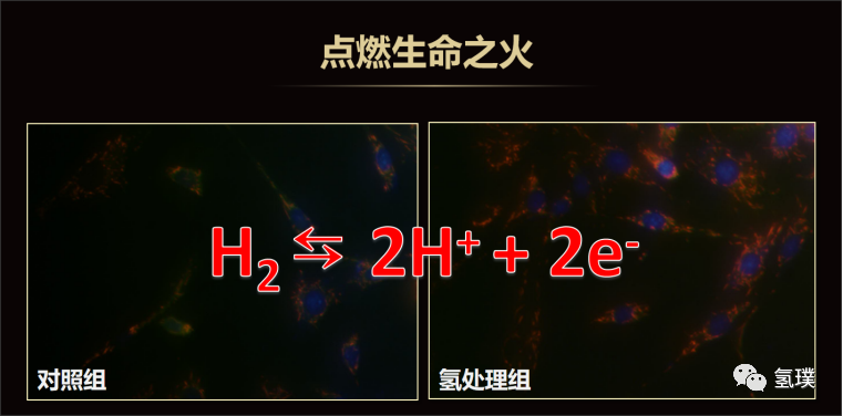 馬雪梅教授談氫生物學(xué)（2）：機(jī)理研究探索