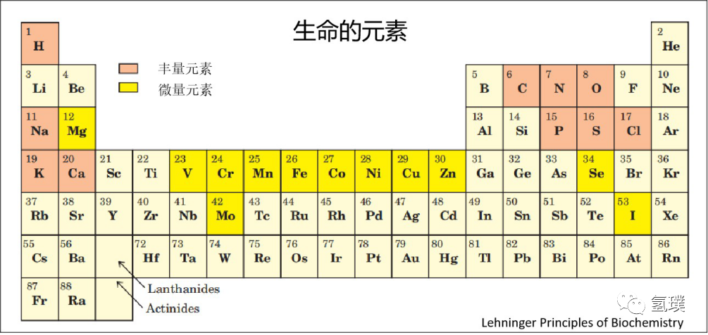 馬雪梅教授談氫氣生物學(xué)機(jī)理（1）：生命中的氫元素