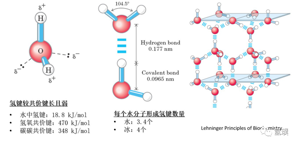 馬雪梅教授談氫氣生物學(xué)機(jī)理（1）：生命中的氫元素