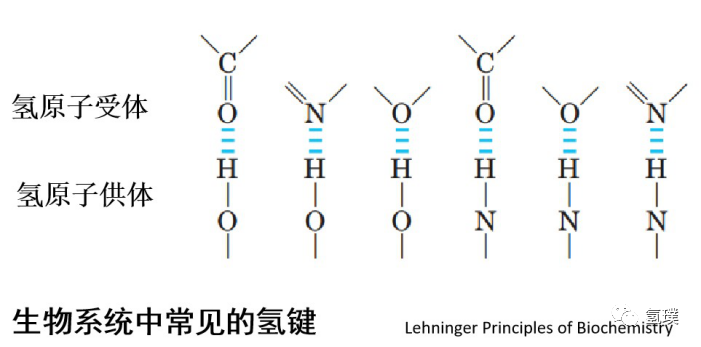 馬雪梅教授談氫氣生物學(xué)機(jī)理（1）：生命中的氫元素