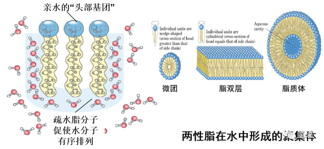 馬雪梅教授談氫氣生物學(xué)機(jī)理（1）：生命中的氫元素