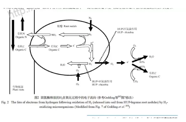 “氫氣肥料”什么意思？