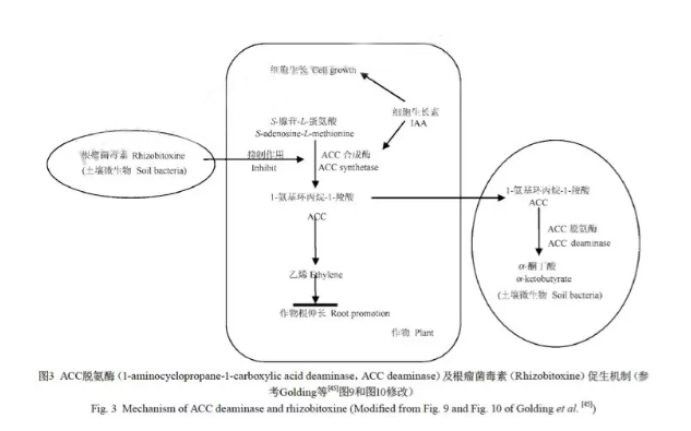 “氫氣肥料”什么意思？
