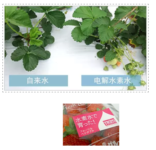 如何用電解水讓農(nóng)產(chǎn)品提質(zhì)增產(chǎn)？日本是這樣做的