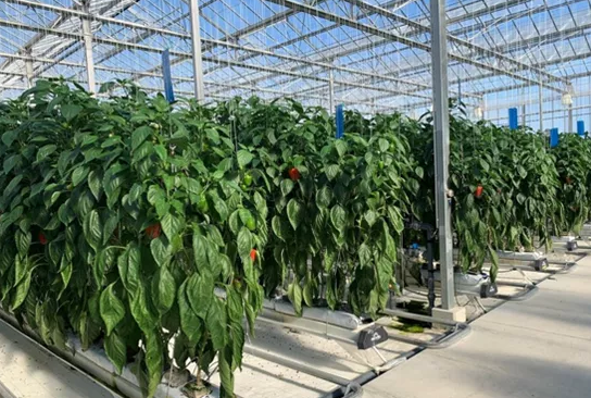 電解氫水農(nóng)業(yè)～新冠疫情下的日本未來