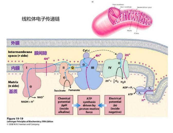 氫氣生物學機理（4）：復合物 I 和氫化酶