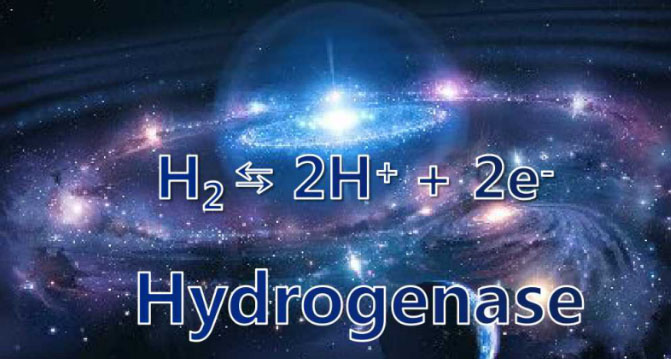 馬雪梅教授：氫氣生物學(xué)機(jī)理（3）氫化酶