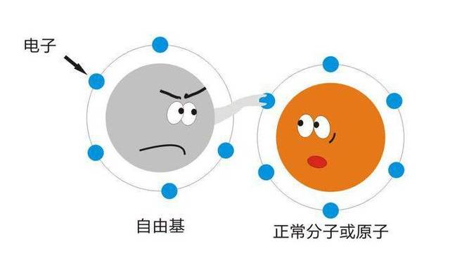 自由基在疾病發(fā)生中的重要作用