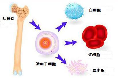分子氫保護(hù)造血系統(tǒng)