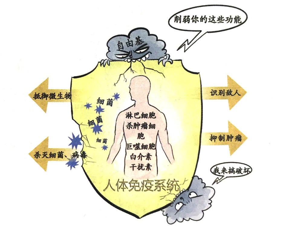 自由基與人體免疫的關(guān)系