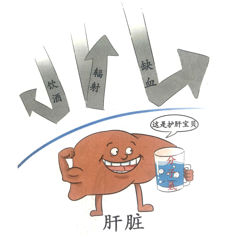 分子氫對(duì)肝臟的保護(hù)作用