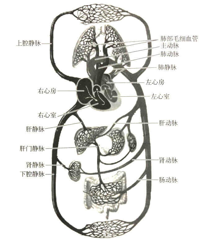吸入時(shí)氫氣在體內(nèi)的運(yùn)行規(guī)律