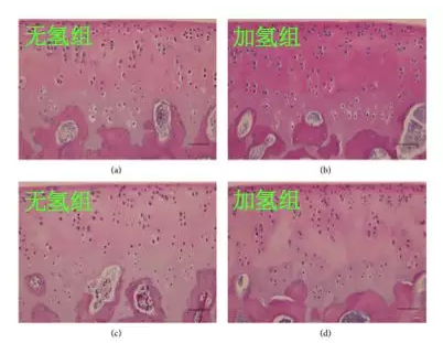 氫氣保護(hù)軟骨的存活和功能