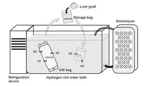 氫氣在肝臟體外保護(hù)中的研究