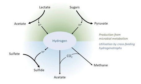 氫氣是胃腸道菌群的核心代謝物質(zhì)