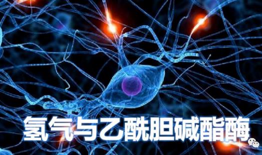 氫氣生物學(xué)機(jī)理:氫氣與乙酰膽堿酯酶