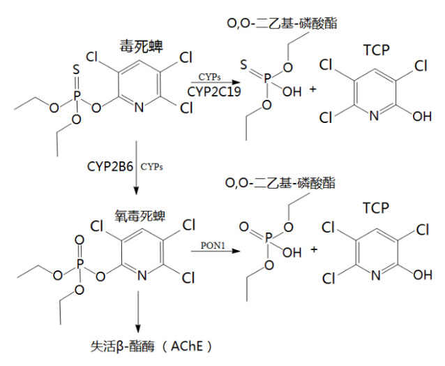 氫氣生物學(xué)機(jī)理:氫氣與乙酰膽堿酯酶