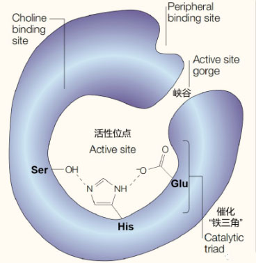 氫氣生物學(xué)機(jī)理:氫氣與乙酰膽堿酯酶