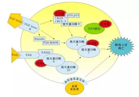 氫氣改善癌癥的故事：氫氣“護(hù)”肺