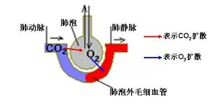 淺談氫氣的吸收問題