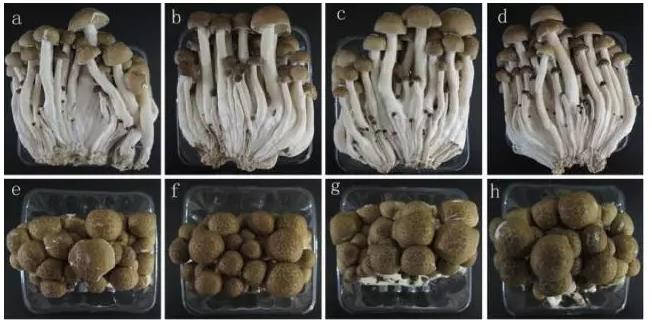 氫蘑菇研究再來一文
