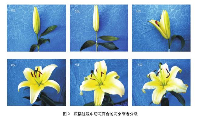 氫水對花的保鮮效果很不錯(cuò)，能讓花的品相提高！