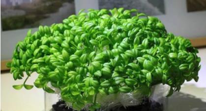 氫營養(yǎng)豆芽來了！