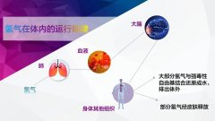 喝氫水氫分子真的進(jìn)入身體里了嗎？日本做這樣一項(xiàng)研究......
